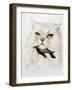 Domestic Cat, Conceptual Image-SMETEK-Framed Photographic Print