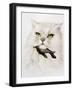 Domestic Cat, Conceptual Image-SMETEK-Framed Photographic Print