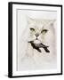 Domestic Cat, Conceptual Image-SMETEK-Framed Photographic Print