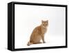 Domestic Cat, Cream British Shorthair Male Sitting-Jane Burton-Framed Stretched Canvas