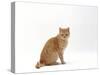 Domestic Cat, Cream British Shorthair Male Sitting-Jane Burton-Stretched Canvas