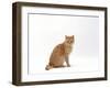 Domestic Cat, Cream British Shorthair Male Sitting-Jane Burton-Framed Photographic Print