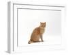 Domestic Cat, Cream British Shorthair Male Sitting-Jane Burton-Framed Photographic Print