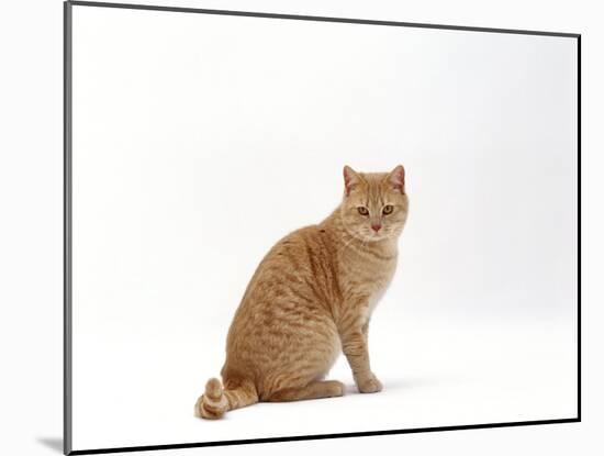 Domestic Cat, Cream British Shorthair Male Sitting-Jane Burton-Mounted Photographic Print