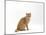 Domestic Cat, Cream British Shorthair Male Sitting-Jane Burton-Mounted Photographic Print