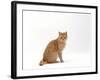 Domestic Cat, Cream British Shorthair Male Sitting-Jane Burton-Framed Photographic Print