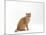 Domestic Cat, Cream British Shorthair Male Sitting-Jane Burton-Mounted Photographic Print