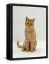 Domestic Cat, Cream British Shorthair Male-Jane Burton-Framed Stretched Canvas