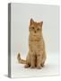 Domestic Cat, Cream British Shorthair Male-Jane Burton-Stretched Canvas