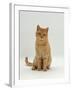 Domestic Cat, Cream British Shorthair Male-Jane Burton-Framed Photographic Print