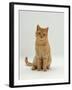 Domestic Cat, Cream British Shorthair Male-Jane Burton-Framed Photographic Print