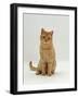 Domestic Cat, Cream British Shorthair Male-Jane Burton-Framed Photographic Print