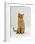 Domestic Cat, Cream British Shorthair Male-Jane Burton-Framed Photographic Print