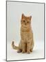 Domestic Cat, Cream British Shorthair Male-Jane Burton-Mounted Photographic Print