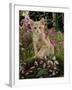 Domestic Cat, Cream Burmese-Cross Cat Among Foxgloves-Jane Burton-Framed Photographic Print