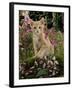 Domestic Cat, Cream Burmese-Cross Cat Among Foxgloves-Jane Burton-Framed Photographic Print