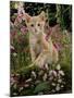 Domestic Cat, Cream Burmese-Cross Cat Among Foxgloves-Jane Burton-Mounted Photographic Print