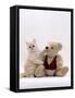Domestic Cat, Cream Fluffy Kitten with Teddy Bear-Jane Burton-Framed Stretched Canvas