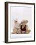 Domestic Cat, Cream Fluffy Kitten with Teddy Bear-Jane Burton-Framed Photographic Print