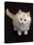 Domestic Cat, Cream Persian-Cross Kitten Sitting, Shot from Above-Jane Burton-Stretched Canvas