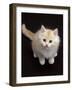 Domestic Cat, Cream Persian-Cross Kitten Sitting, Shot from Above-Jane Burton-Framed Photographic Print