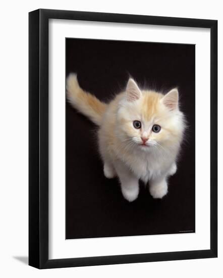 Domestic Cat, Cream Persian-Cross Kitten Sitting, Shot from Above-Jane Burton-Framed Photographic Print