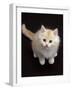 Domestic Cat, Cream Persian-Cross Kitten Sitting, Shot from Above-Jane Burton-Framed Photographic Print