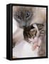 Domestic Cat, Cross Bred Tabby Kitten with Siamese Mother-Jane Burton-Framed Stretched Canvas