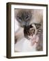 Domestic Cat, Cross Bred Tabby Kitten with Siamese Mother-Jane Burton-Framed Photographic Print