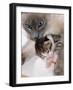 Domestic Cat, Cross Bred Tabby Kitten with Siamese Mother-Jane Burton-Framed Photographic Print