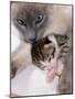 Domestic Cat, Cross Bred Tabby Kitten with Siamese Mother-Jane Burton-Mounted Photographic Print