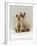 Domestic Cat, Devon Si-Rex Kittens: Red-Point 6-Months with Chocolate Tortie Tabby-Point 10-Months-Jane Burton-Framed Photographic Print