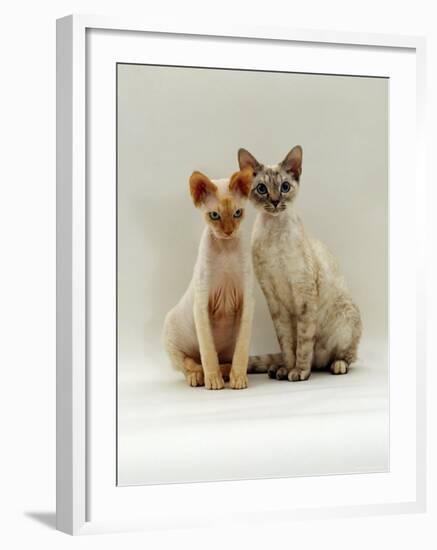 Domestic Cat, Devon Si-Rex Kittens: Red-Point 6-Months with Chocolate Tortie Tabby-Point 10-Months-Jane Burton-Framed Photographic Print