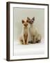 Domestic Cat, Devon Si-Rex Kittens: Red-Point 6-Months with Chocolate Tortie Tabby-Point 10-Months-Jane Burton-Framed Photographic Print