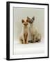 Domestic Cat, Devon Si-Rex Kittens: Red-Point 6-Months with Chocolate Tortie Tabby-Point 10-Months-Jane Burton-Framed Photographic Print