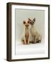 Domestic Cat, Devon Si-Rex Kittens: Red-Point 6-Months with Chocolate Tortie Tabby-Point 10-Months-Jane Burton-Framed Photographic Print