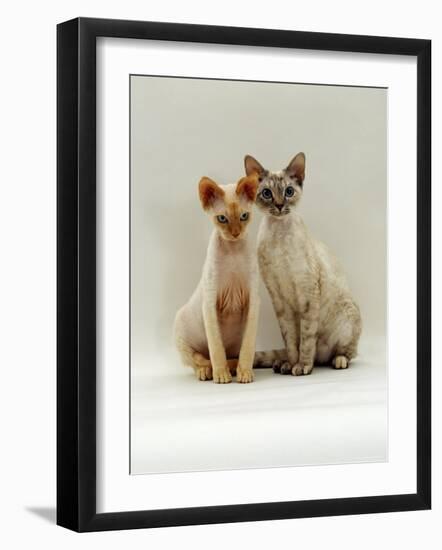 Domestic Cat, Devon Si-Rex Kittens: Red-Point 6-Months with Chocolate Tortie Tabby-Point 10-Months-Jane Burton-Framed Photographic Print