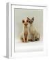 Domestic Cat, Devon Si-Rex Kittens: Red-Point 6-Months with Chocolate Tortie Tabby-Point 10-Months-Jane Burton-Framed Photographic Print