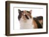 Domestic Cat, Exotic Shorthair, black tortie and white, adult-Chris Brignell-Framed Photographic Print