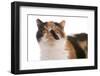 Domestic Cat, Exotic Shorthair, black tortie and white, adult-Chris Brignell-Framed Photographic Print