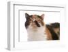 Domestic Cat, Exotic Shorthair, black tortie and white, adult-Chris Brignell-Framed Photographic Print