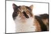 Domestic Cat, Exotic Shorthair, black tortie and white, adult-Chris Brignell-Mounted Photographic Print