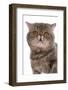 Domestic Cat, Exotic Shorthair, blue classic tabby, adult-Chris Brignell-Framed Photographic Print