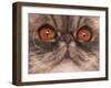 Domestic Cat, Exotic Shorthair, blue classic tabby, adult-Chris Brignell-Framed Photographic Print