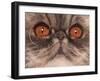 Domestic Cat, Exotic Shorthair, blue classic tabby, adult-Chris Brignell-Framed Photographic Print