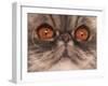 Domestic Cat, Exotic Shorthair, blue classic tabby, adult-Chris Brignell-Framed Photographic Print