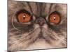 Domestic Cat, Exotic Shorthair, blue classic tabby, adult-Chris Brignell-Mounted Photographic Print