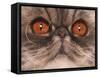 Domestic Cat, Exotic Shorthair, blue classic tabby, adult-Chris Brignell-Framed Stretched Canvas