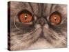 Domestic Cat, Exotic Shorthair, blue classic tabby, adult-Chris Brignell-Stretched Canvas