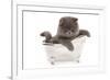 Domestic Cat, Exotic Shorthair, blue kitten, sitting in toy bath-Chris Brignell-Framed Photographic Print